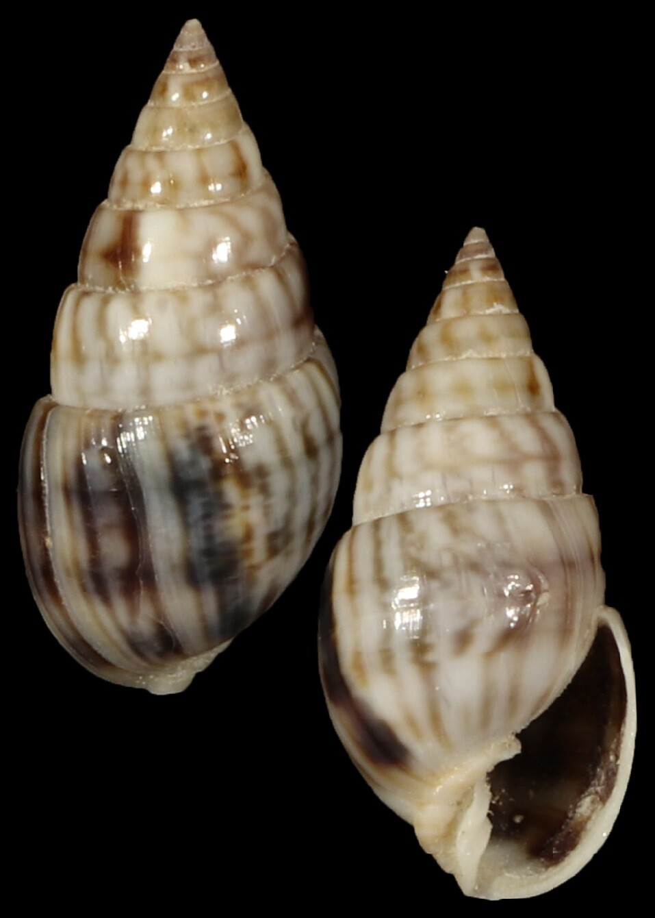 Milda ventricosa