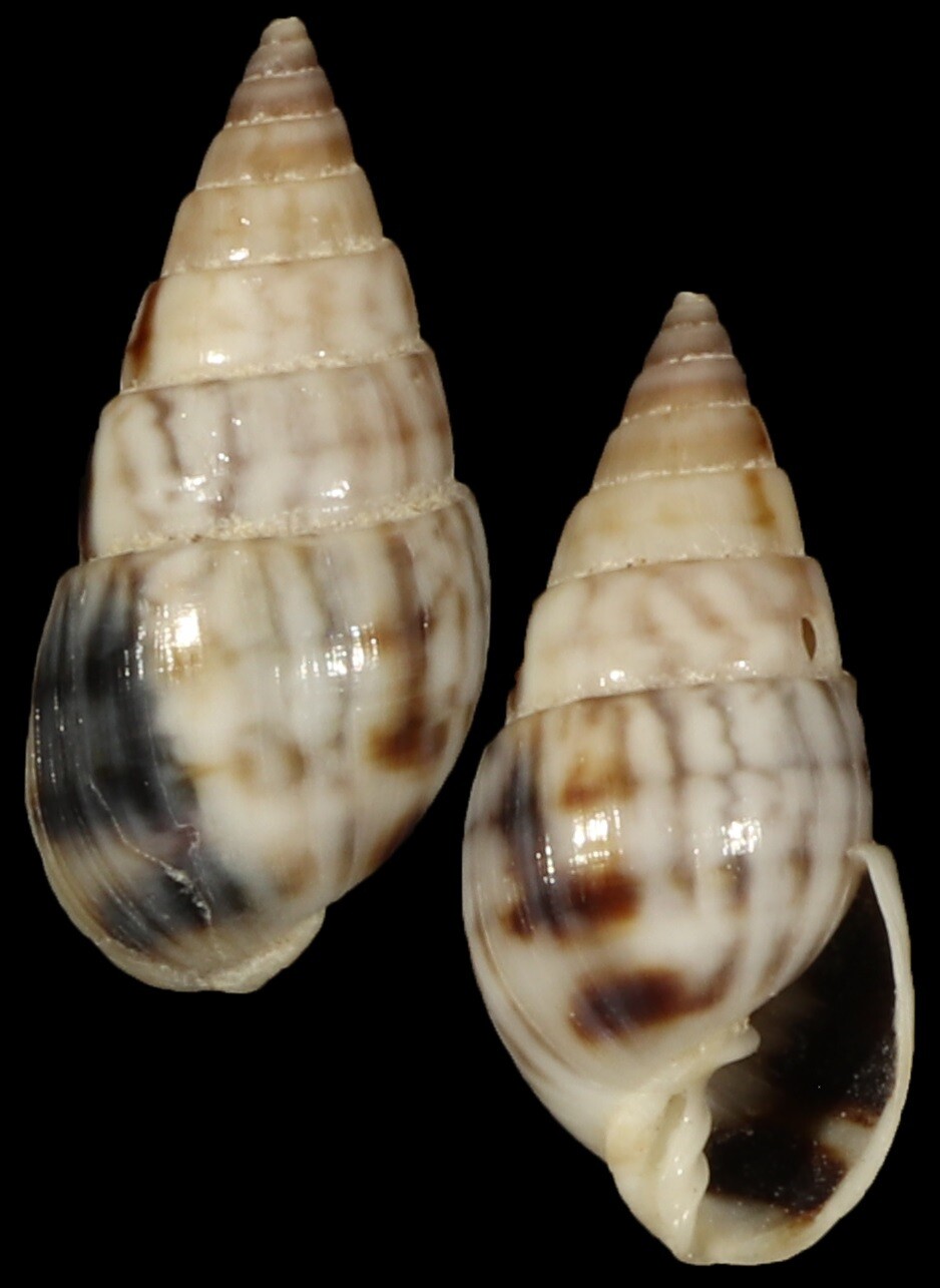 Milda ventricosa