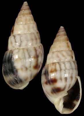 Milda ventricosa