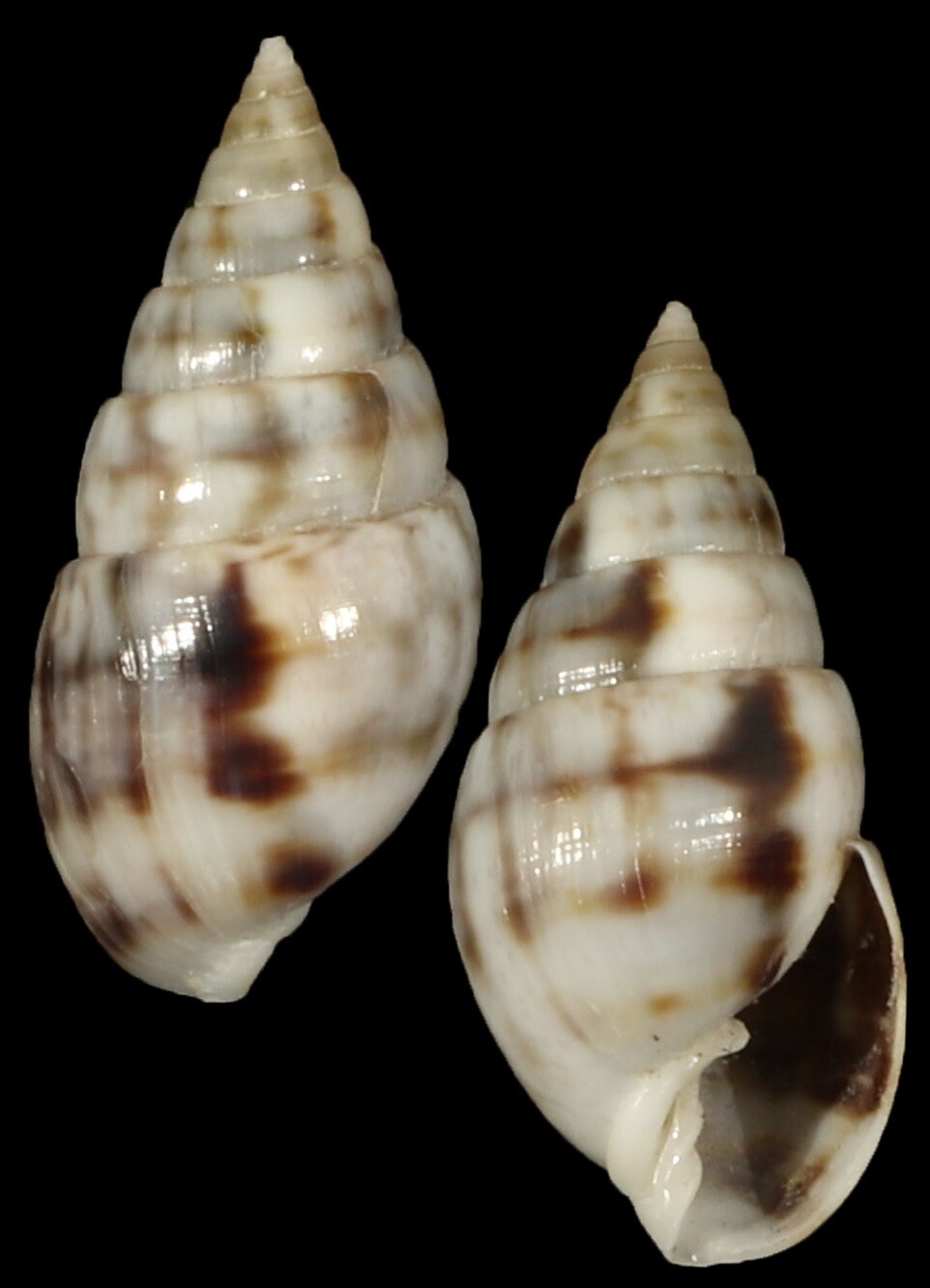 Milda ventricosa