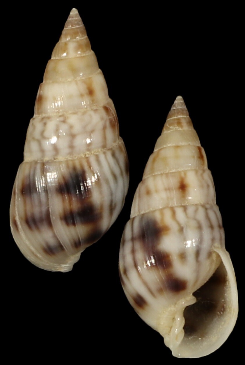 Milda ventricosa