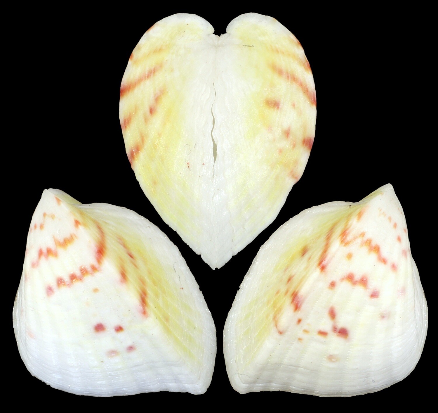 Lunelicardia hemicardium