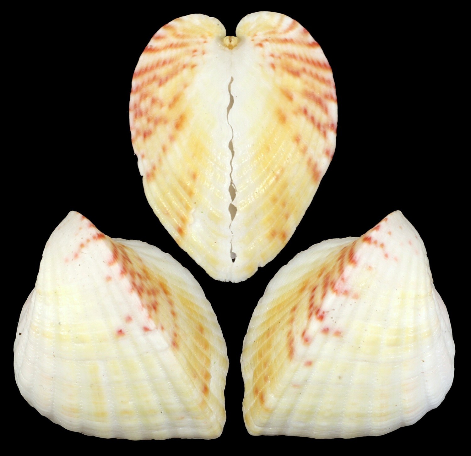 Lunelicardia hemicardium