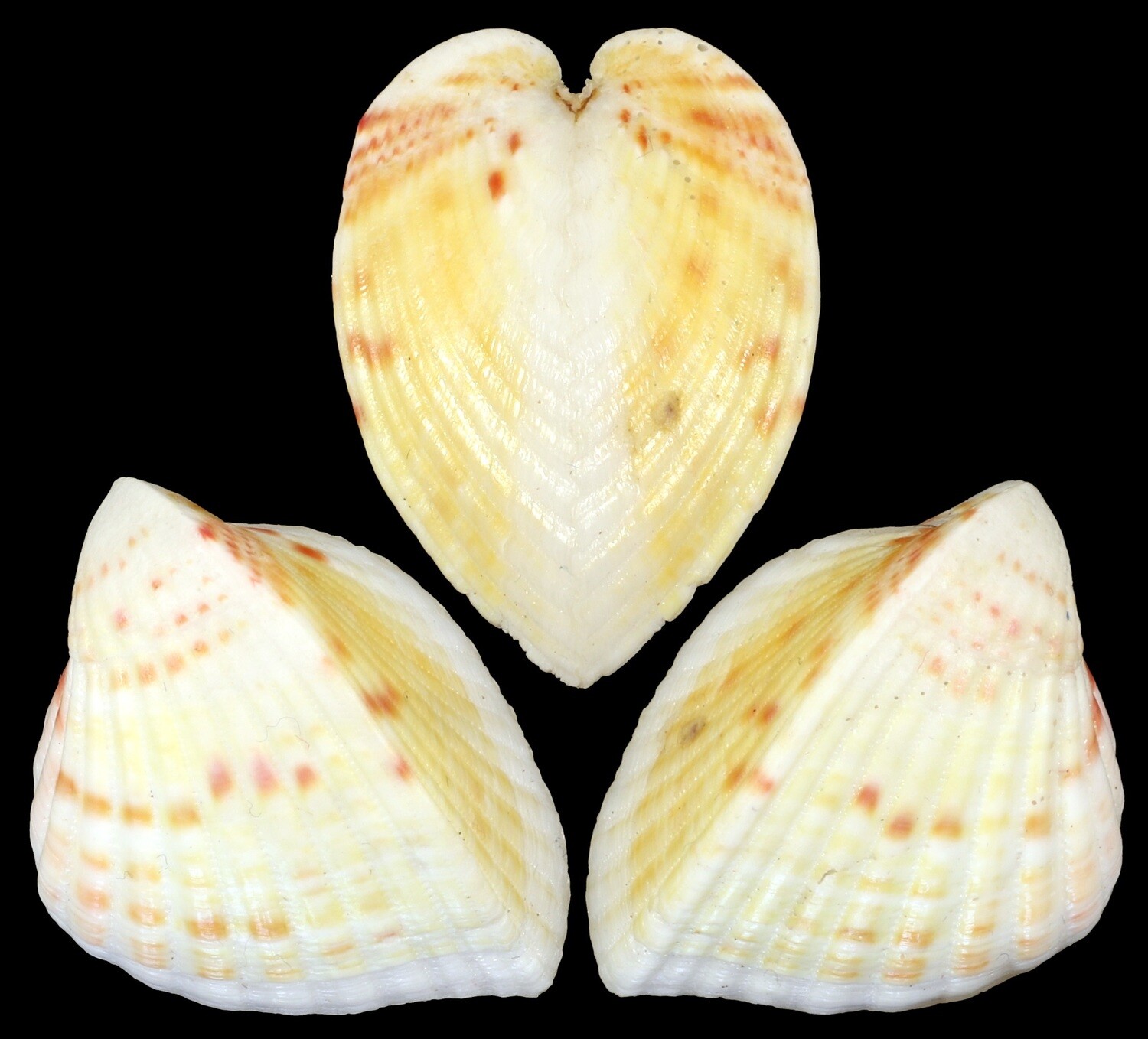 Lunelicardia hemicardium
