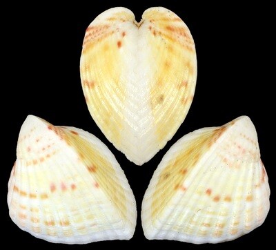 Lunelicardia hemicardium