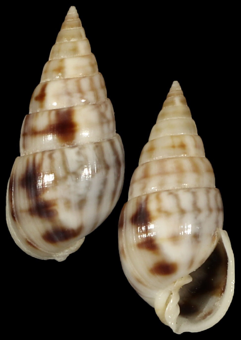 Milda ventricosa