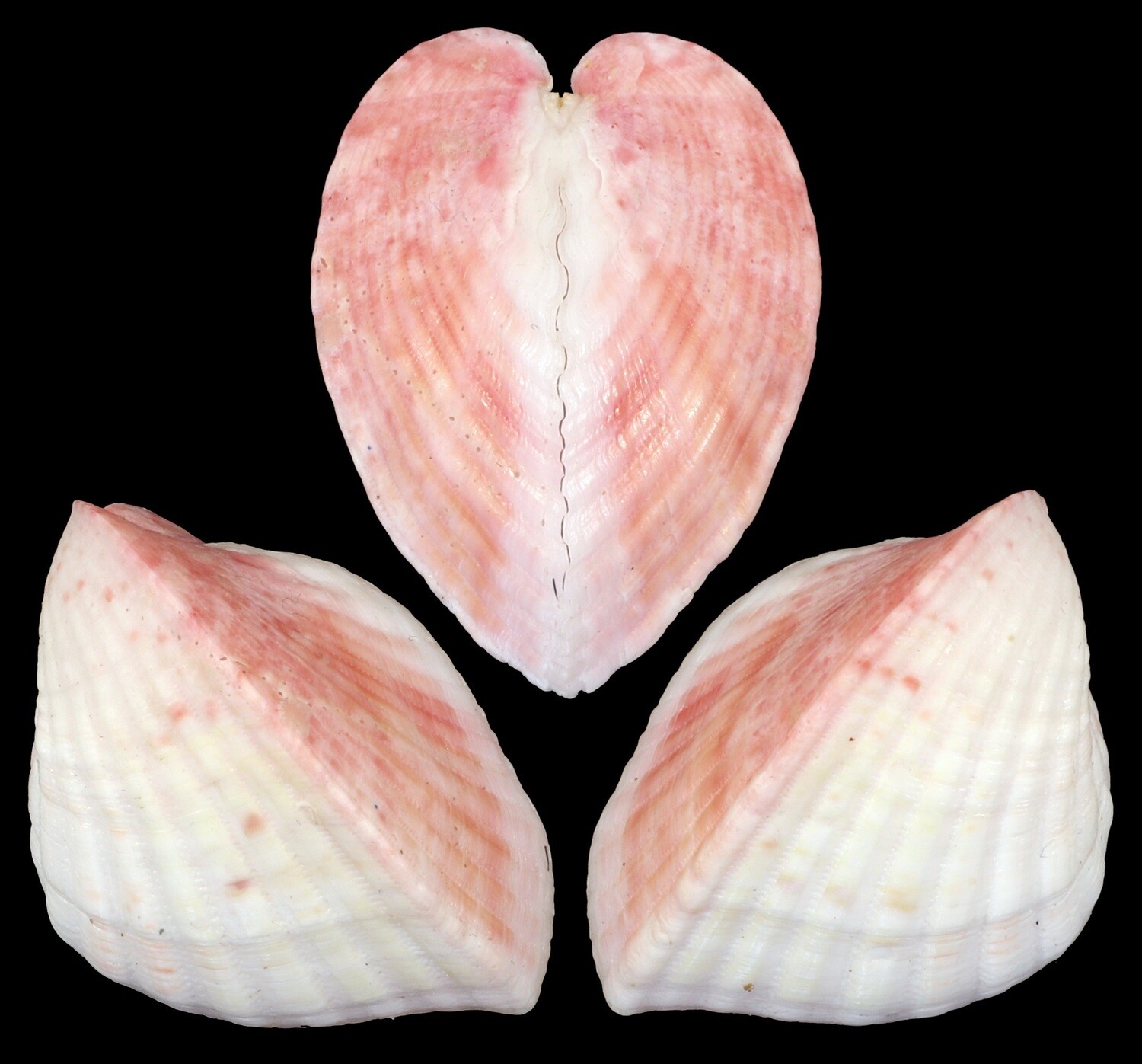 Lunelicardia hemicardium