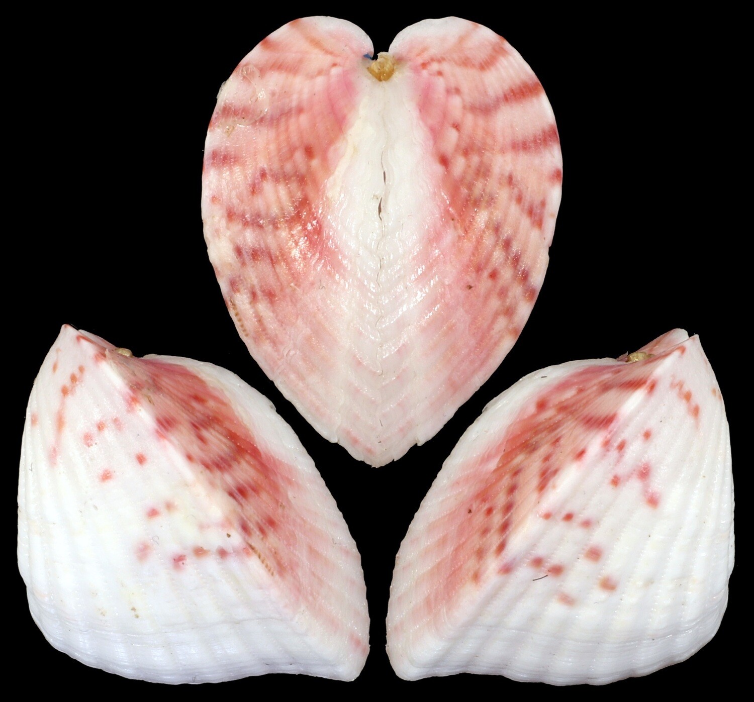 Lunelicardia hemicardium