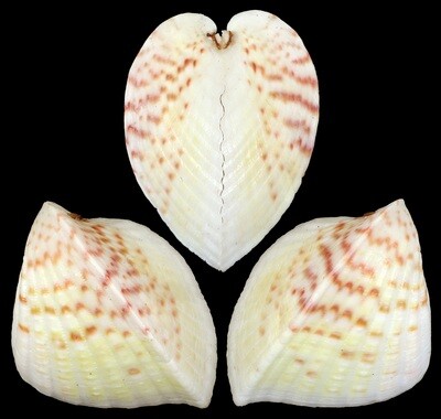 Lunelicardia hemicardium
