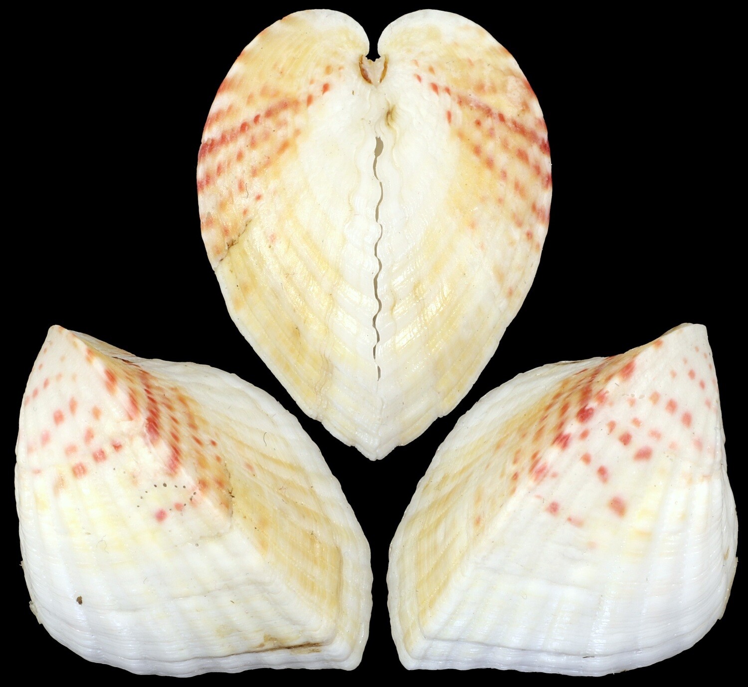 Lunelicardia hemicardium