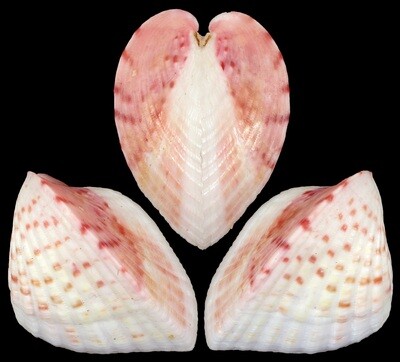 Lunelicardia hemicardium