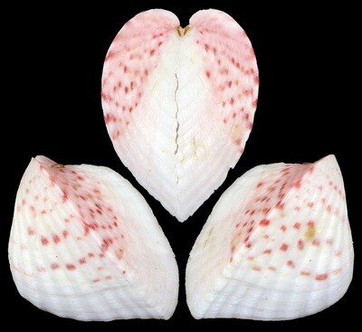 Lunelicardia hemicardium