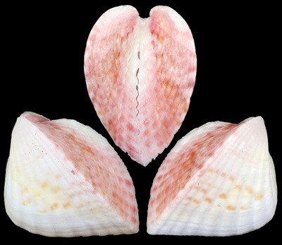 Lunelicardia hemicardium