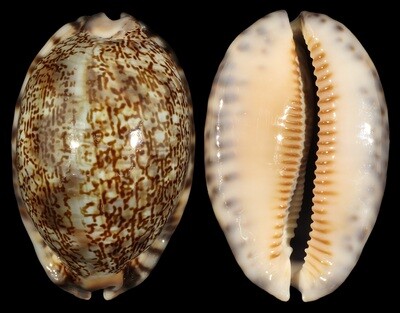 Mauritia gibba vandammei - Paratype