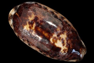 Chelycypraea testudinaria