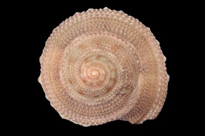 Guildfordia aculeata