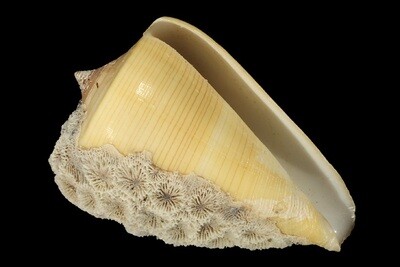 Lividoconus quercinus
