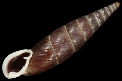 Clausiliidae