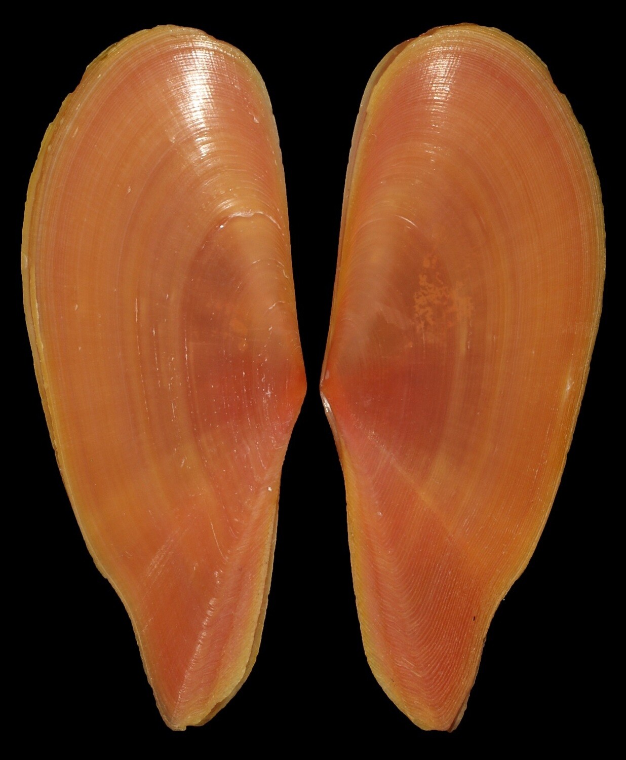 Pharaonella aurea