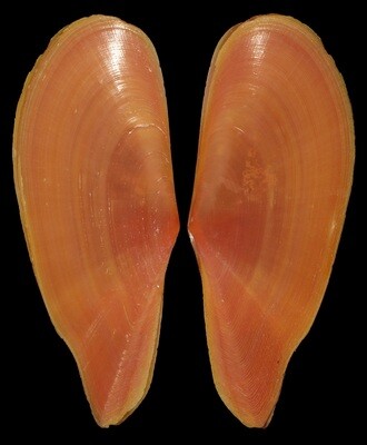 Pharaonella aurea