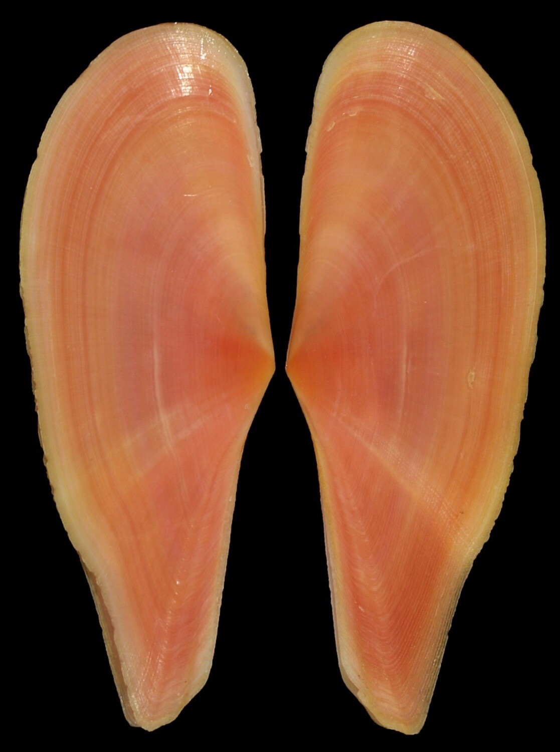 Pharaonella aurea
