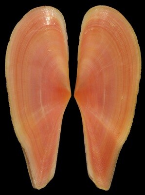 Pharaonella aurea