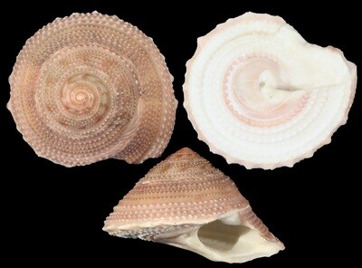 Guildfordia aculeata f. tagaroa