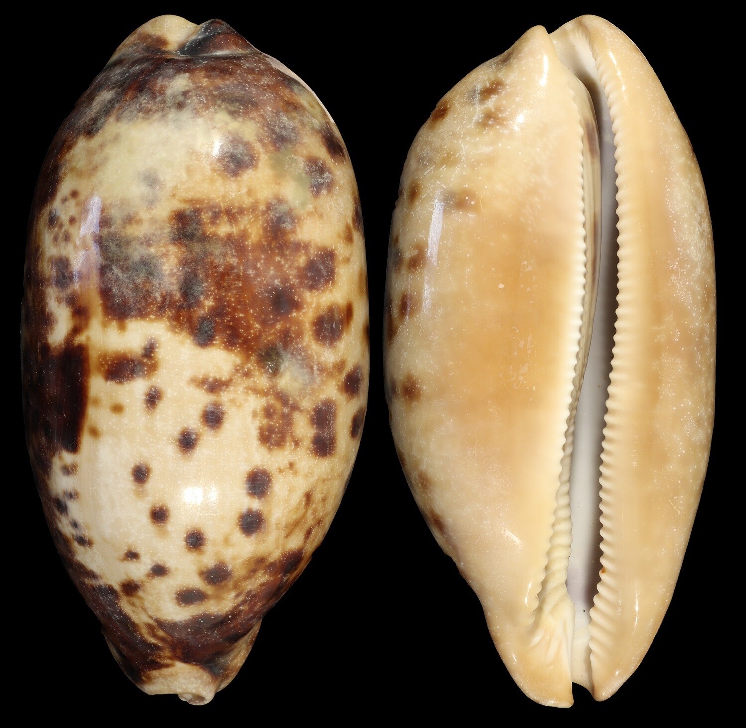 Chelycypraea testudinaria