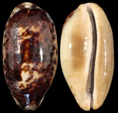 Chelycypraea testudinaria
