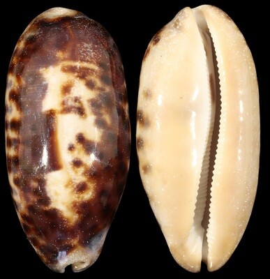 Chelycypraea testudinaria