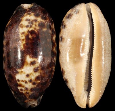 Chelycypraea testudinaria