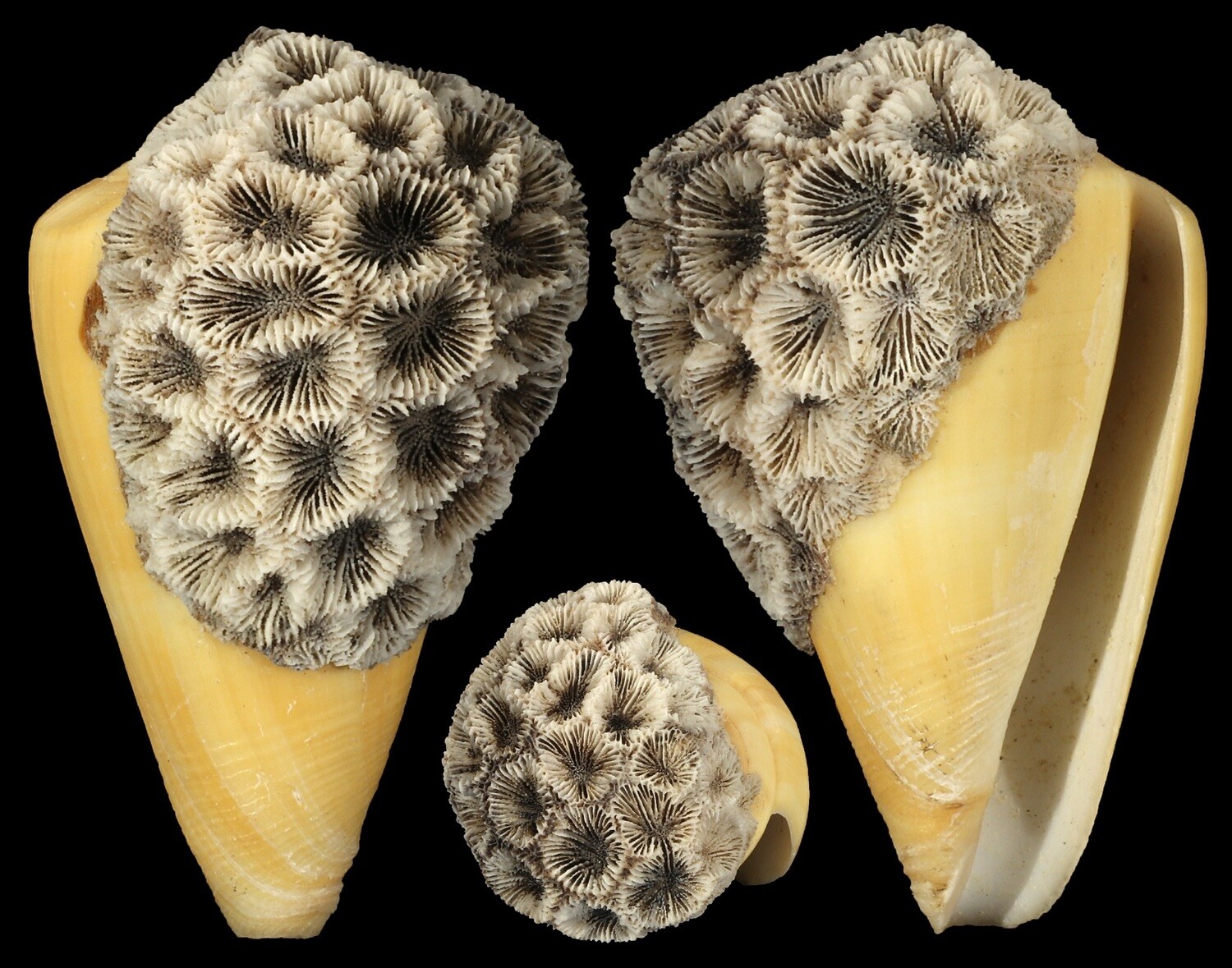 Lividoconus quercinus - Coral attachment