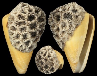 Lividoconus quercinus - Coral attachment