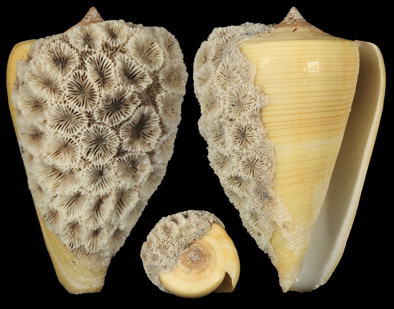 Lividoconus quercinus - Coral attachment