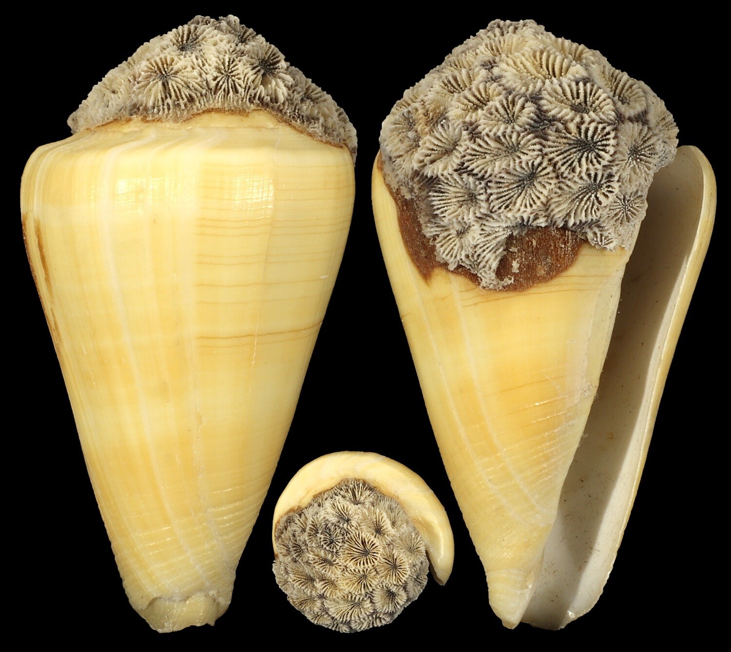 Lividoconus quercinus - Coral attachment