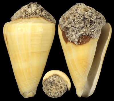 Lividoconus quercinus - Coral attachment