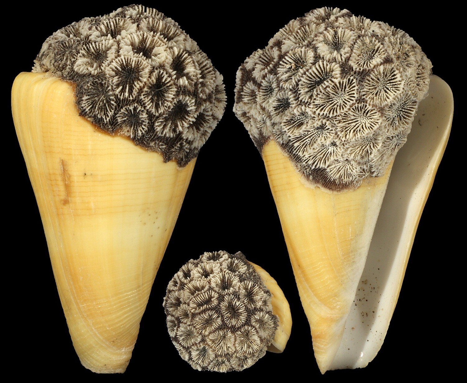 Lividoconus quercinus - Coral attachment