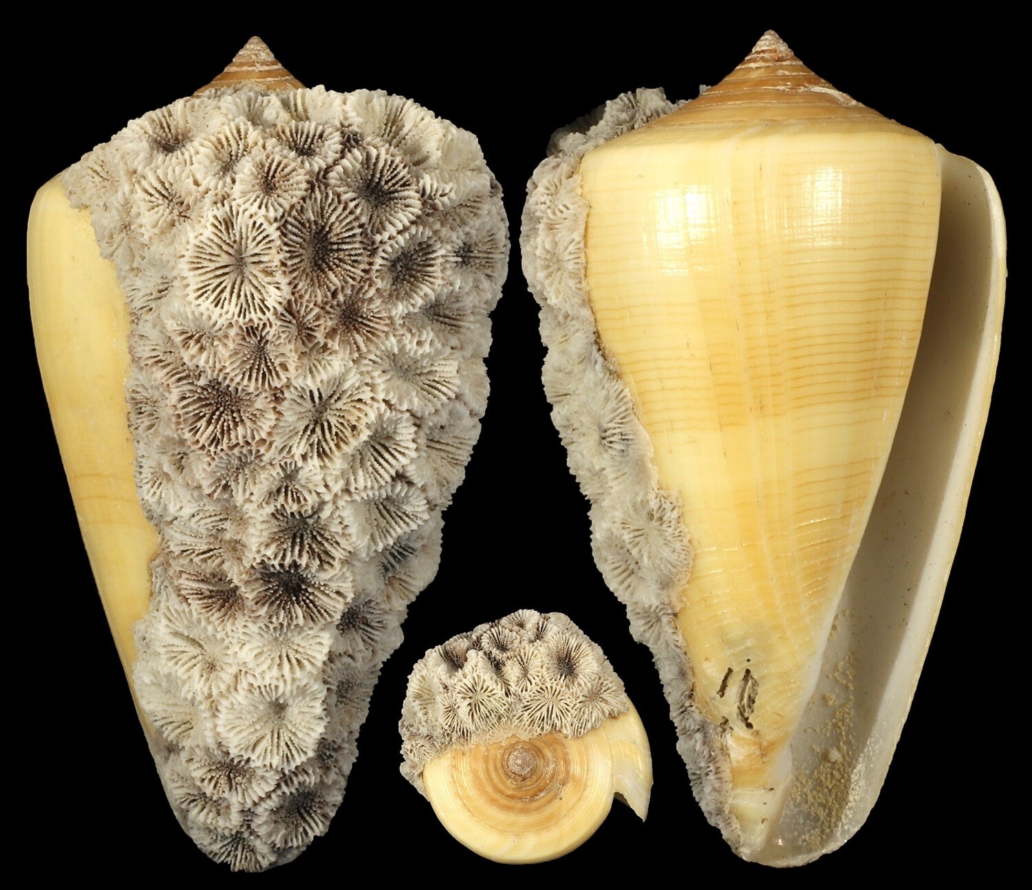 Lividoconus quercinus - Coral attachment