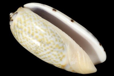 Oliva tricolor