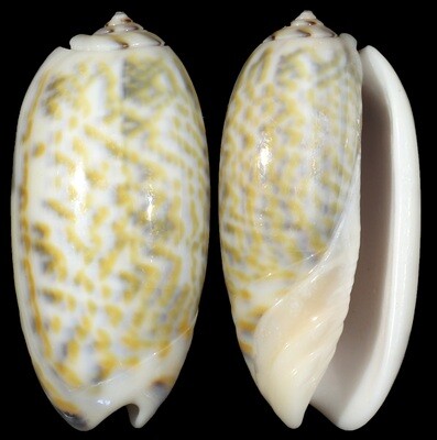 Oliva tricolor