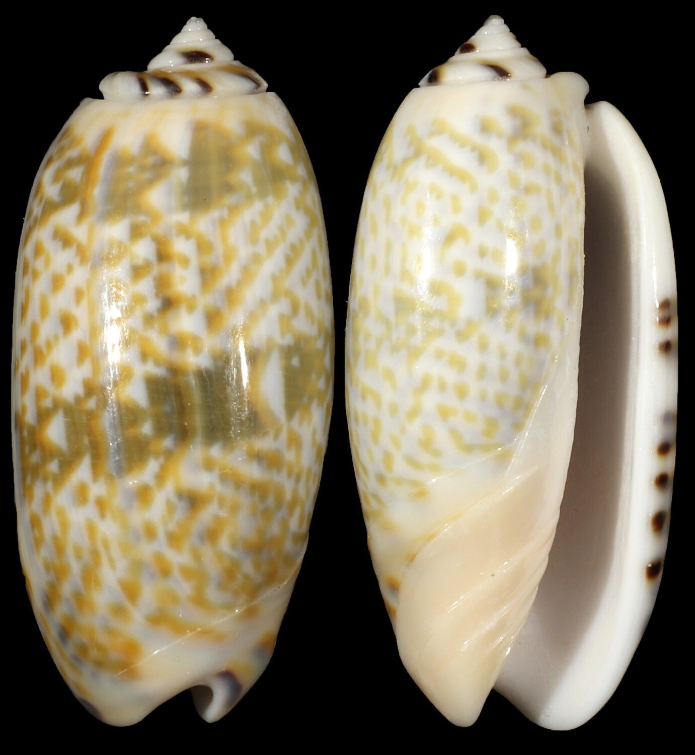 Oliva tricolor