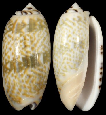 Oliva tricolor