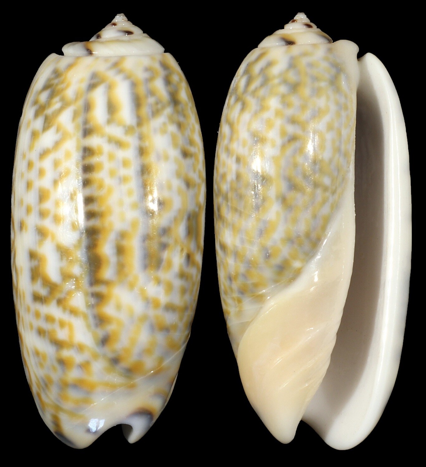 Oliva tricolor