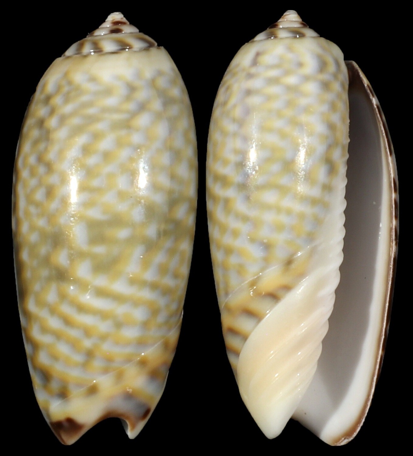 Oliva tricolor