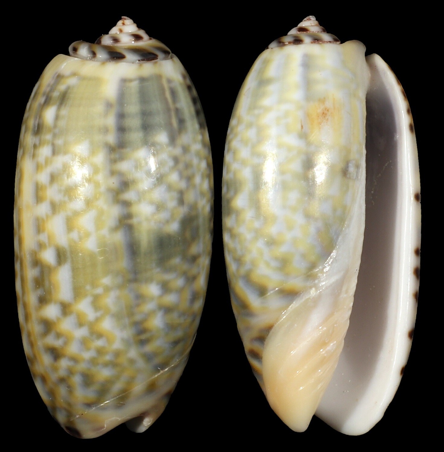 Oliva tricolor