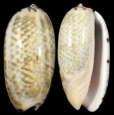Oliva tricolor