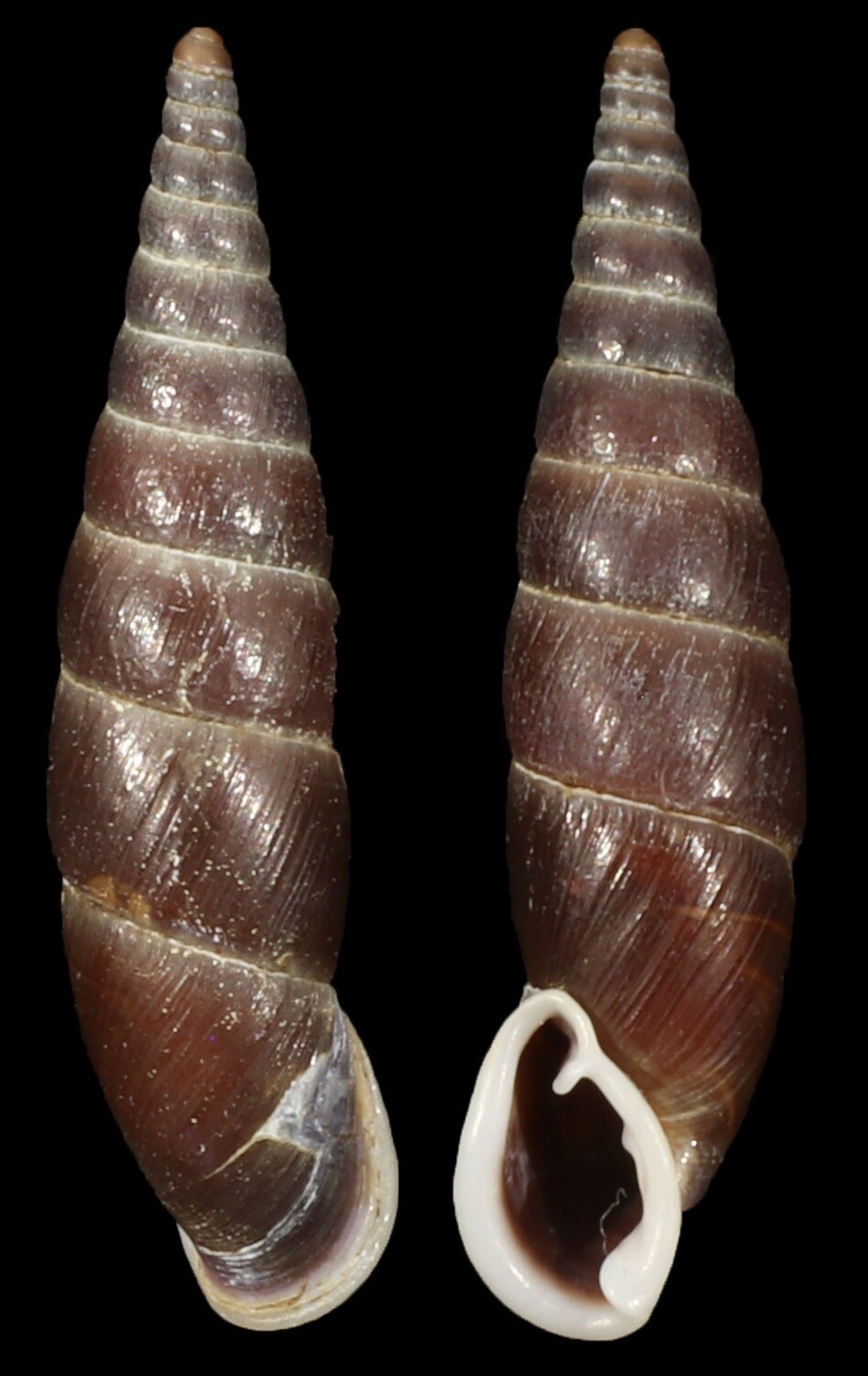 Oospira goniostoma