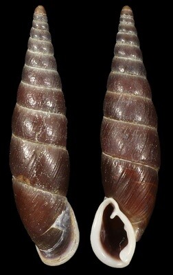 Oospira goniostoma