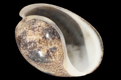 Bullidae