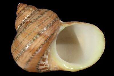 Turbinidae